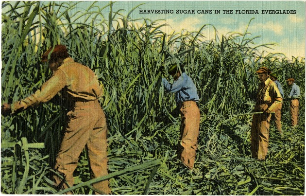Harvesting sugar cane in the Florida Everglades - Front