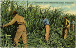 Harvesting sugar cane in the Florida Everglades