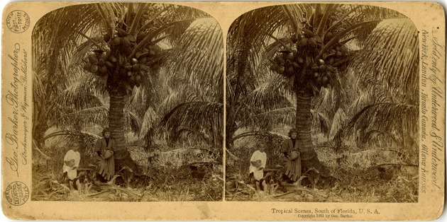 Tropical Scenes, South of Florida, U.S.A. - Front