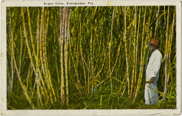 Sugar cane, Everglades (Fla.) - Front