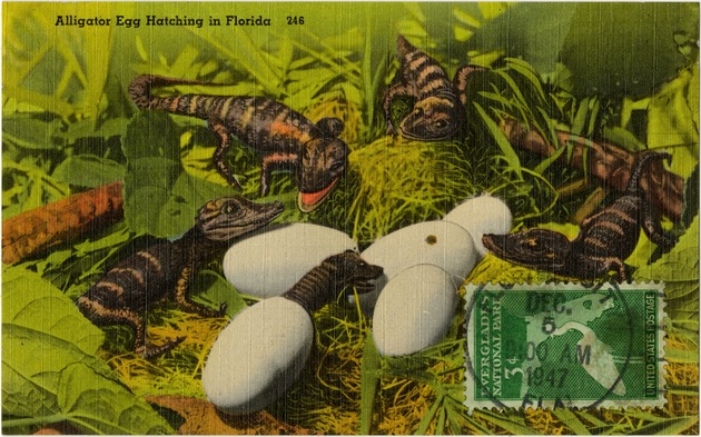 Alligator egg hatching in Florida - Front