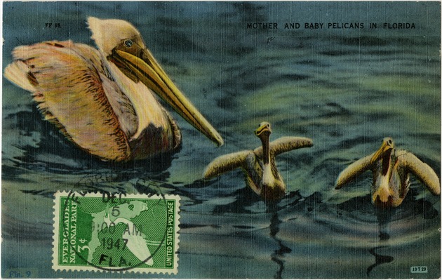 Mother and baby pelicans in Florida - Front