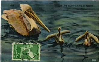 Mother and baby pelicans in Florida