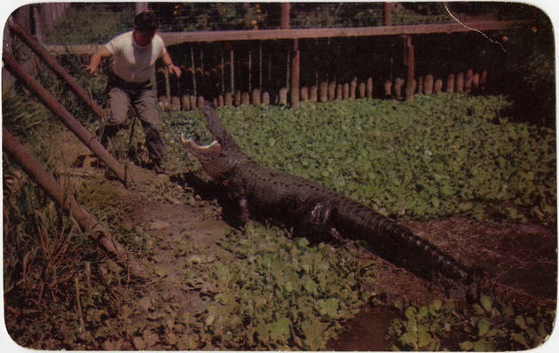 Big George, largest alligator in captivity 14 feet 7 inches–Greets you in Florida - Front
