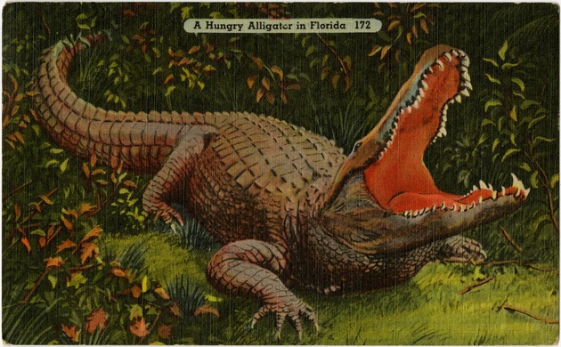 A hungry alligator in Florida - Front