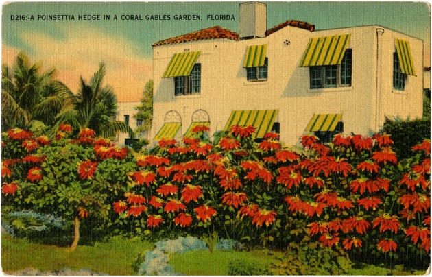 A poinsettia hedge in a Coral Gables garden, Florida - Recto