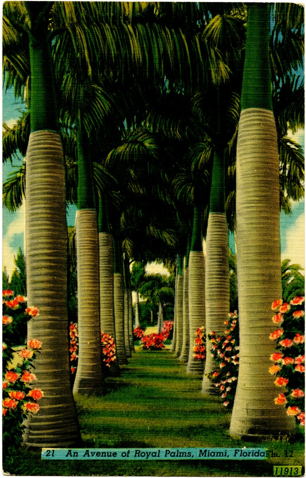 An avenue of royal palms, Miami, Florida - Front