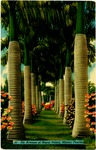 An avenue of royal palms, Miami, Florida