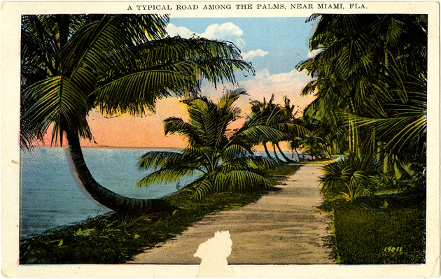 A typical road among the palms, near Miami, Fla. - Front
