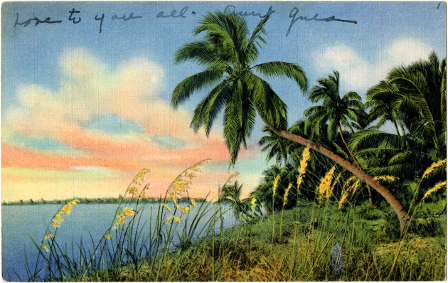 Coconut palms, Florida - Front
