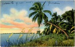 Coconut palms, Florida