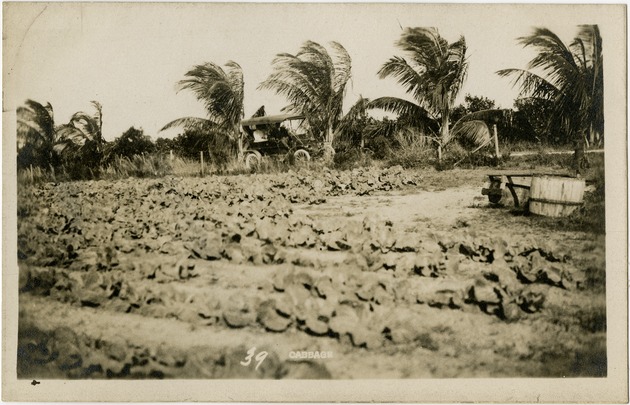 Early South Florida: cabbage - Front