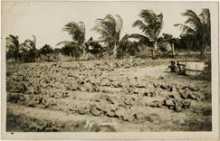 Early South Florida: cabbage