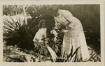 [1904/1920] Roses in January Miami Fla.