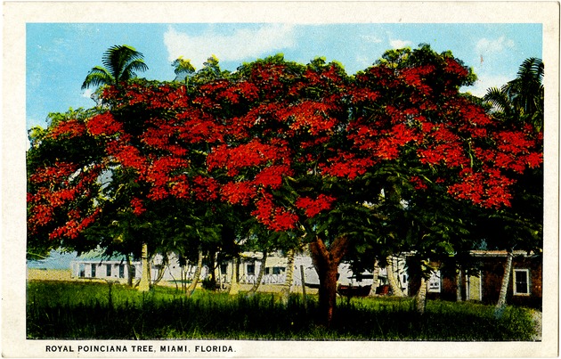 Royal Poinciana tree, Miami, Florida - Front