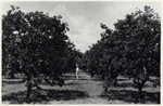 [1922] Merrick Grove, Coral Gables, Florida