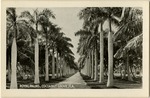 Royal Palms, Coconut Grove, Mia, Fla.