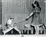 [1947-01-16] Camille and her Dogs performing at Pratt General Hospital former Biltmore Hotel
