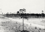 Site of Coral Gables Country Club before development. Coral Gables, Florida