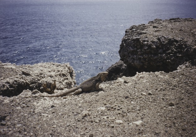 Iguana, Guantanamo Bay 2