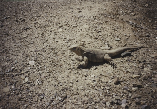 Iguana, Guantanamo Bay, Cuba 1