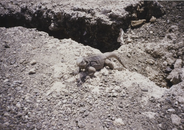Iguana, Guantanamo Bay, Cuba 2