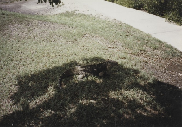 Iguana, Guantanamo Bay, Cuba 4