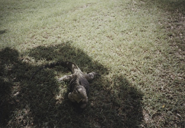 Iguana, Guantanamo Bay, Cuba 5