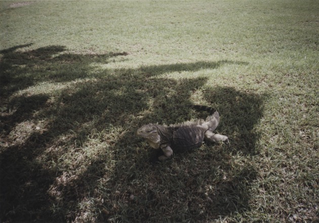 Iguana, Guantanamo Bay, Cuba 6