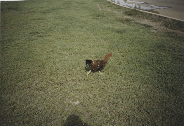Rooster, Guantanamo Bay, Cuba 1