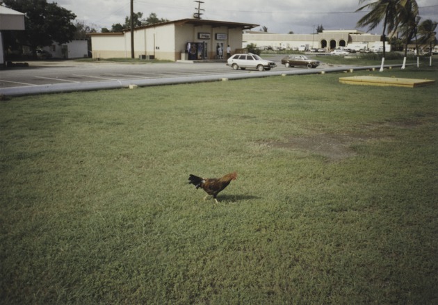 Rooster, Guantanamo Bay, Cuba 2