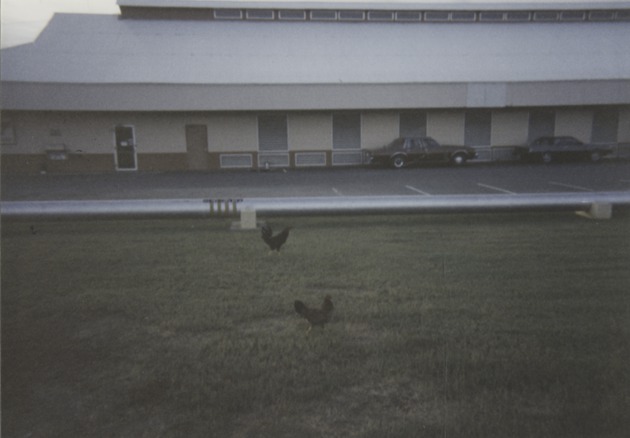 Rooster, Guantanamo Bay, Cuba 3