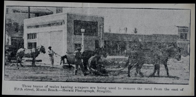 Mules removing sand after hurricane
