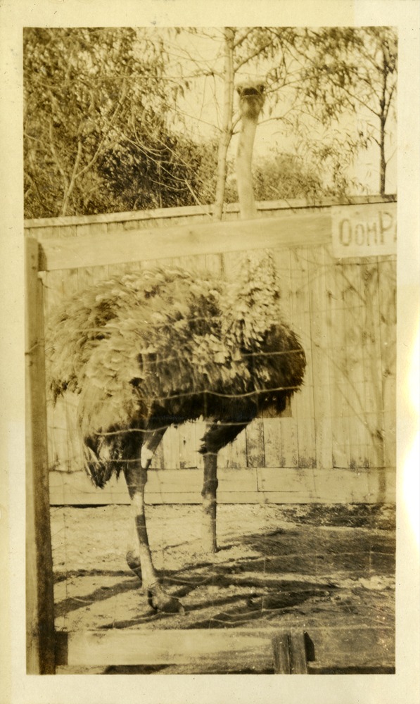 Oldest Ostrich - Ostrich farm, Jacksonville Florida