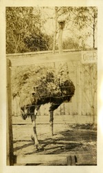 Oldest Ostrich - Ostrich farm, Jacksonville Florida