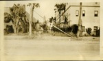 Banana Trees, Hollywood, Fla