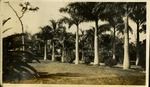 Views Brickell Avenue - palm trees
