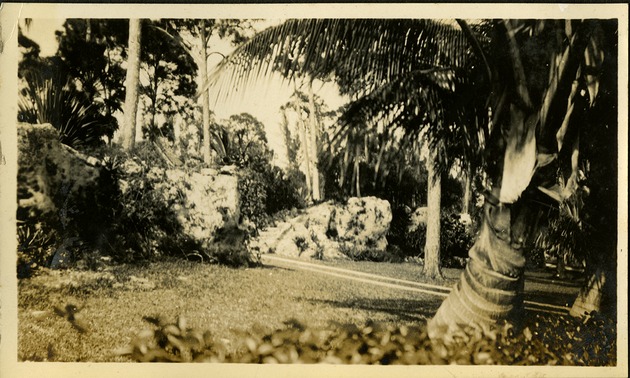 Views Brickell Avenue - palm trees, coral rock