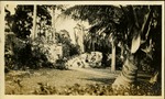 Views Brickell Avenue - palm trees, coral rock