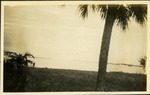 Gulf of Mexico - Water and palm trees