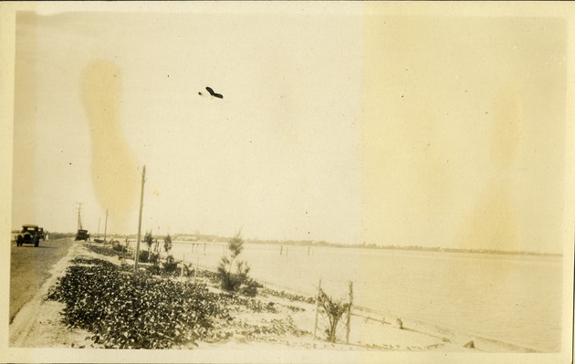 Punta Gorda - Water and shrubs