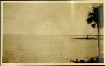 Stuart FLA - Water and palm tree