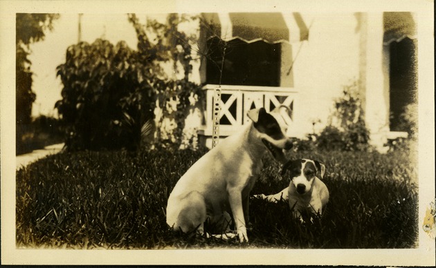 Two dogs in front of camera laying in grass outside home