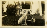 Two dogs in front of camera laying in grass outside home