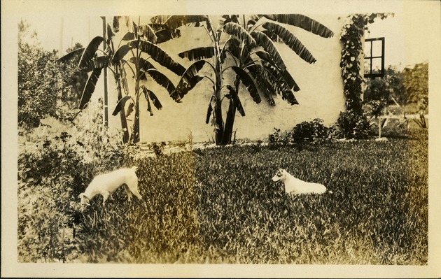 Two dogs playing in grass outside home