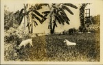 Two dogs playing in grass outside home