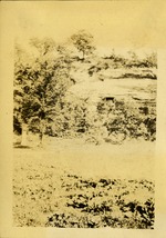 [1925] Falling Springs, MO.  view of forest