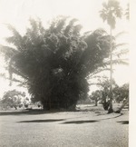 [1937] Golf Course Bamboo Clump