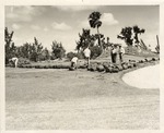[1950/1960] Golf Course Laying sod