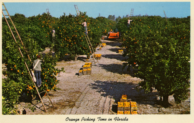 Orange Picking Time In Florida - 